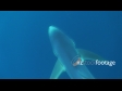 Shark Blue 1316